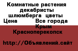 Комнатные растения, декабристы (шлюмберга) цветы › Цена ­ 300 - Все города  »    . Крым,Красноперекопск